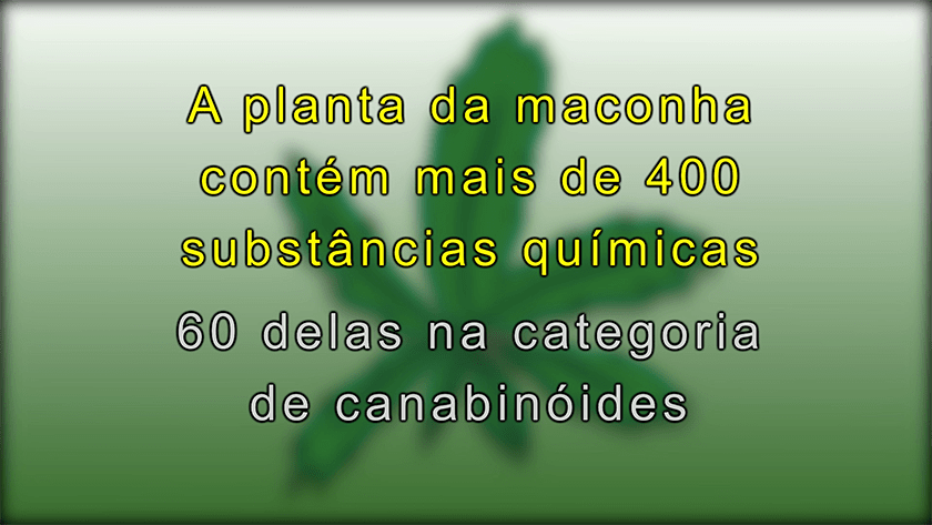 Maconha - Informações